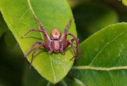 Philodromus sp.